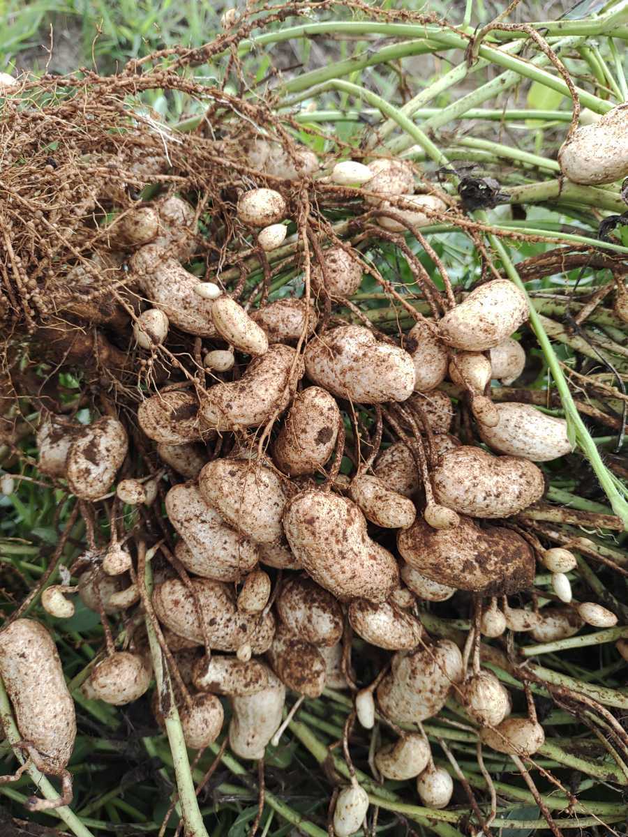 おおまさり 落花生 4キロ箱込み土つき おおまさり 落花生 食品 千葉県産生