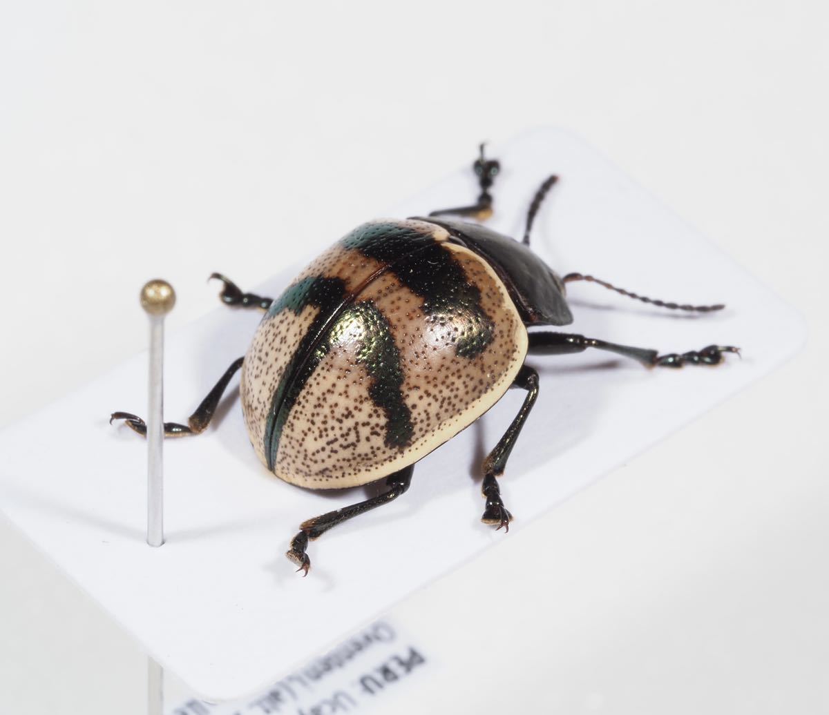 ペルーの大型のズングリハムシ ペルーのズングリハムシ Beetleハムシ