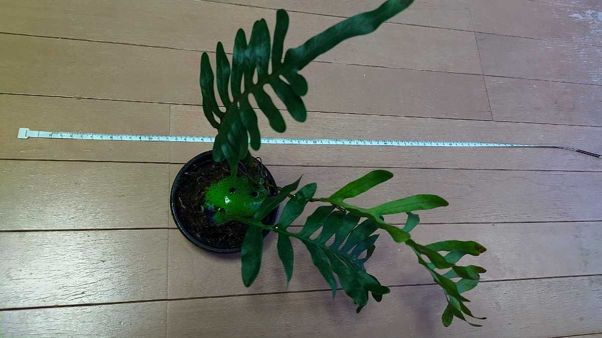 Lecanopteris mirabilis レカノプテリス・ミラビリス #アリ植物 【公式