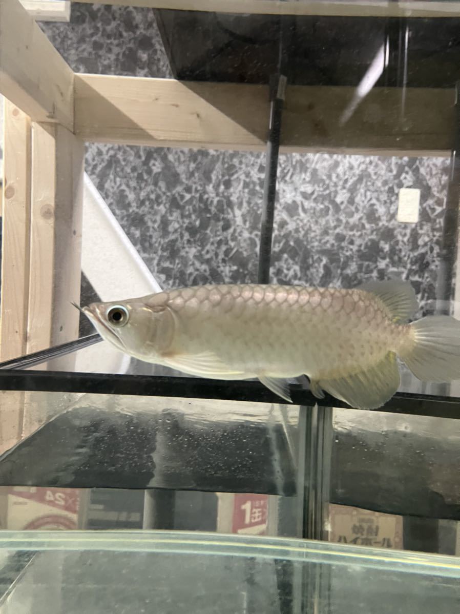 アジアアロワナ 生体（観賞魚｜熱帯魚・アクアリウム Yahoo 