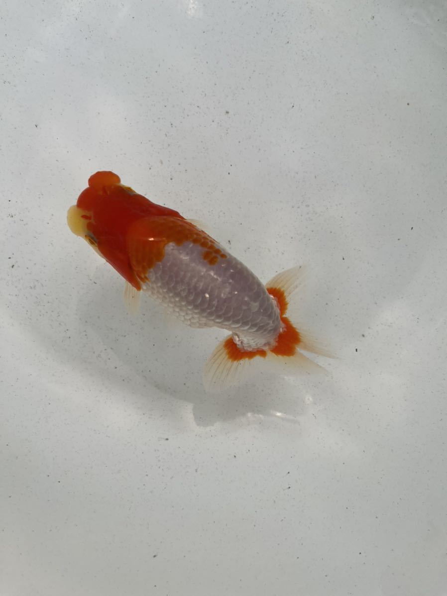  らんちゅう村 当歳 オス約12.5㎝ 動画あり④(らんちゅう)｜売買されたオークション情報、yahooの商品情報をアーカイブ公開 - オークファン らんちゅう