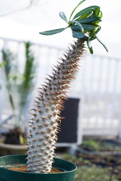 ◎パキポディウム・アンボンゲンセ 大株 コーデックス 塊根植物
