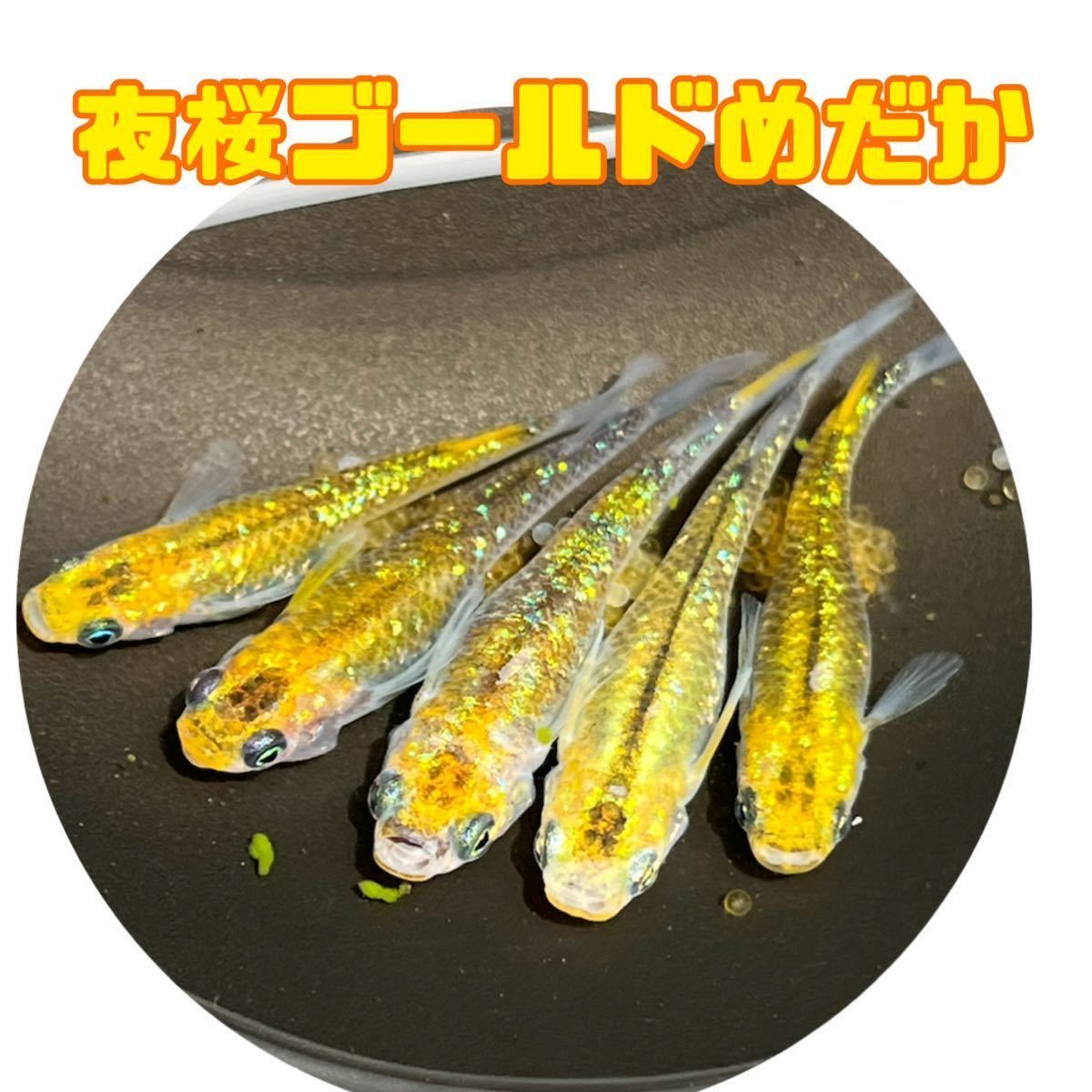 黄金メダカの値段と価格推移は 50件の売買情報を集計した黄金メダカの価格や価値の推移データを公開 黄金メダカの値段と価格推移は 50件の売買情報を集計した黄金メダカの価格や価値の推移データを公開