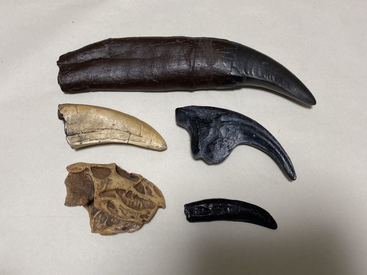 人気定番，豊富な 模型 恐竜の歯 爪 頭部 頭蓋骨 まとめて 複製化石 ティラノサウルス その他 レプリカ(化石)｜売買されたオークション情報、yahooの商品情報をアーカイブ公開 - オークファン 化石
