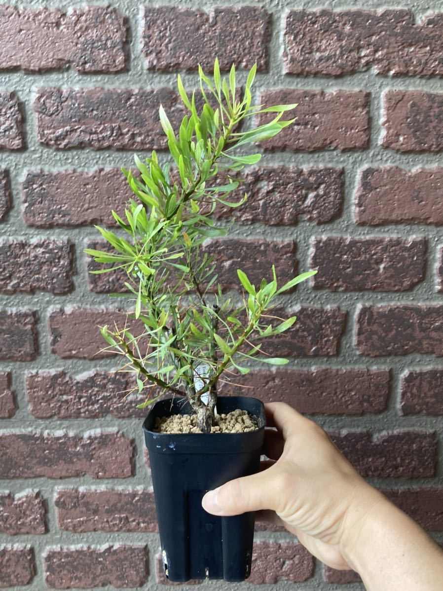 フォークイエリア プルプシー 挿し木株 プルプシー 発根済)フォークイ