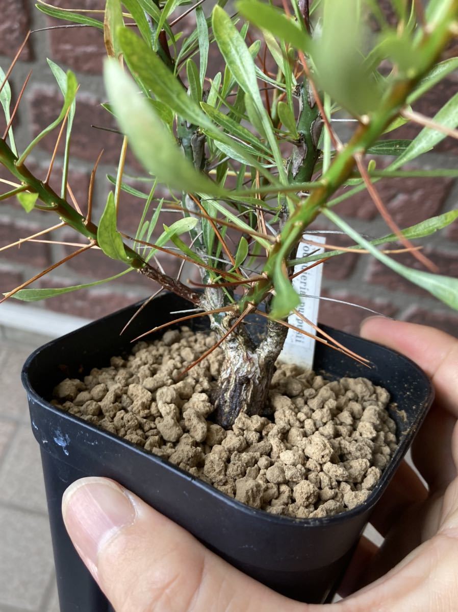 フォークイエリア プルプシー 挿し木株 プルプシー 発根済)フォークイ