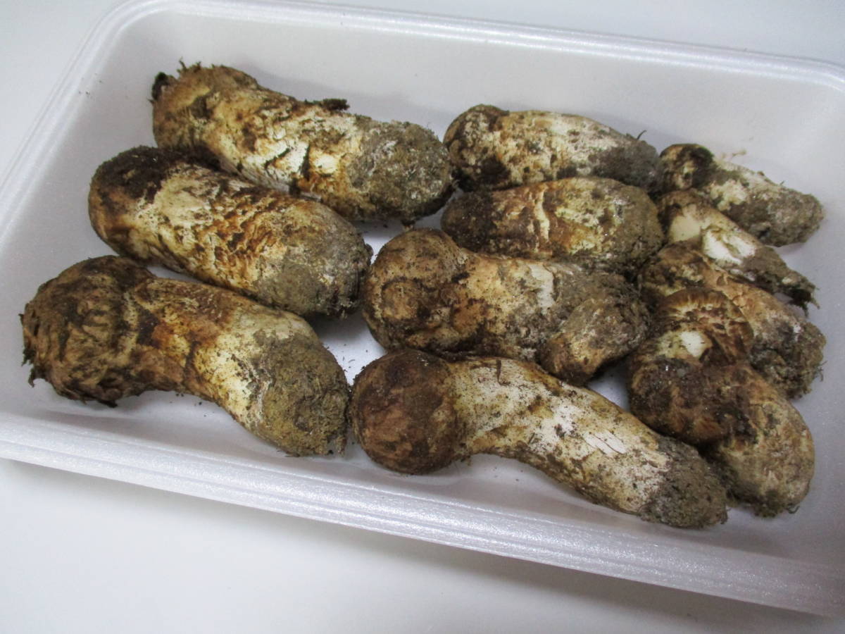 松茸 国産 長野県 キズあり 194g 信州 キズ 傷あり 公式通販 長野県産