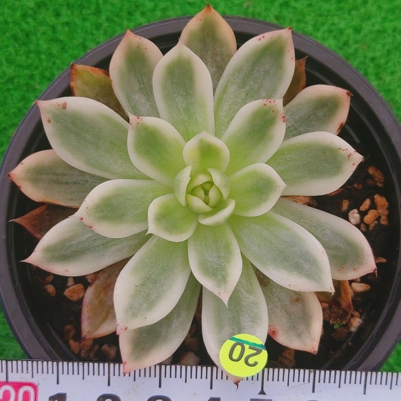 0918-Y520 Navillera(錦) エケベリア 多肉植物 韓国苗 【公式通販】