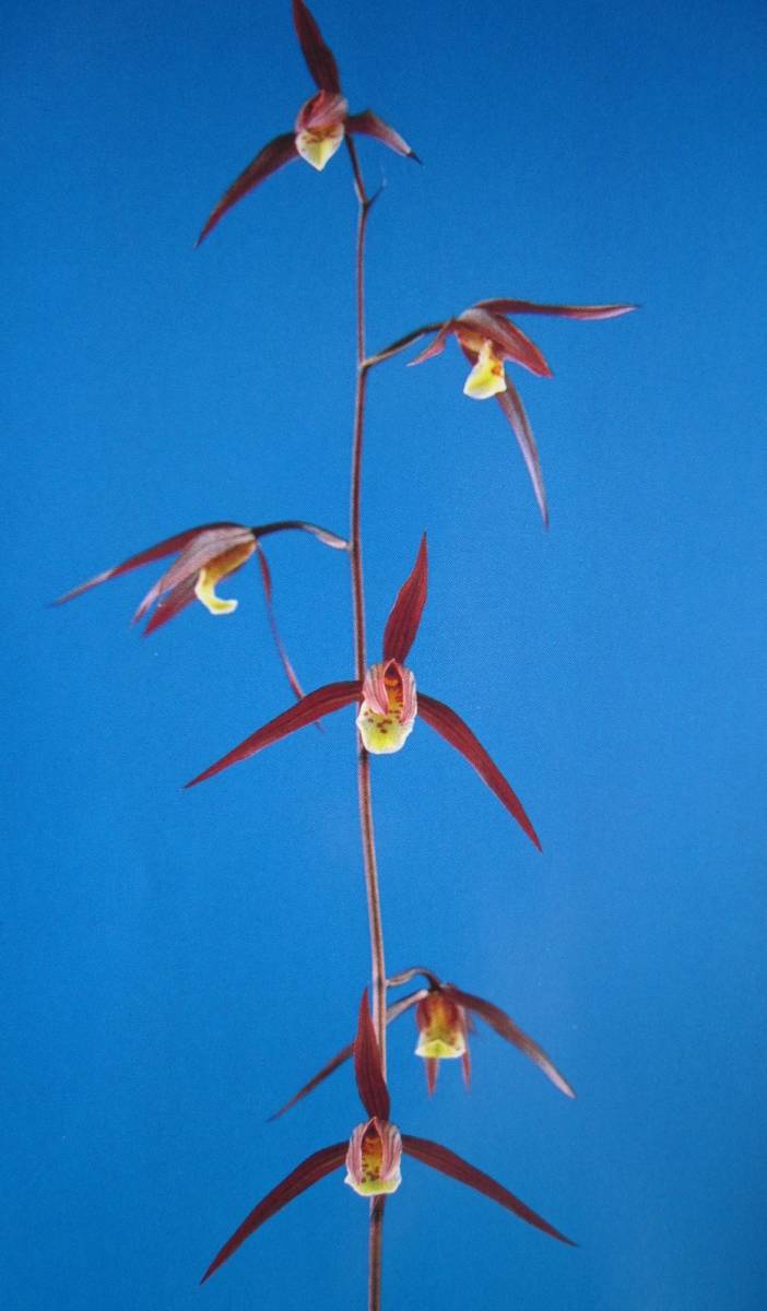 高品質，人気SALE 蘭万園 紀州寒蘭 紅花 紅鷲 種木 2本立 //春蘭 寒蘭 富貴蘭 長生蘭 万年青 中国蘭 古典園芸 東洋蘭//(ラン)｜売買されたオークション情報、yahooの商品情報をアーカイブ公開 - オークファン ラン