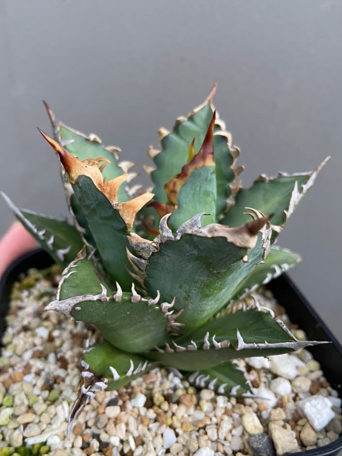 アガベ オテロイ 種子 2400粒 アガベ オテロイ 種子 50粒 Agave oteroi