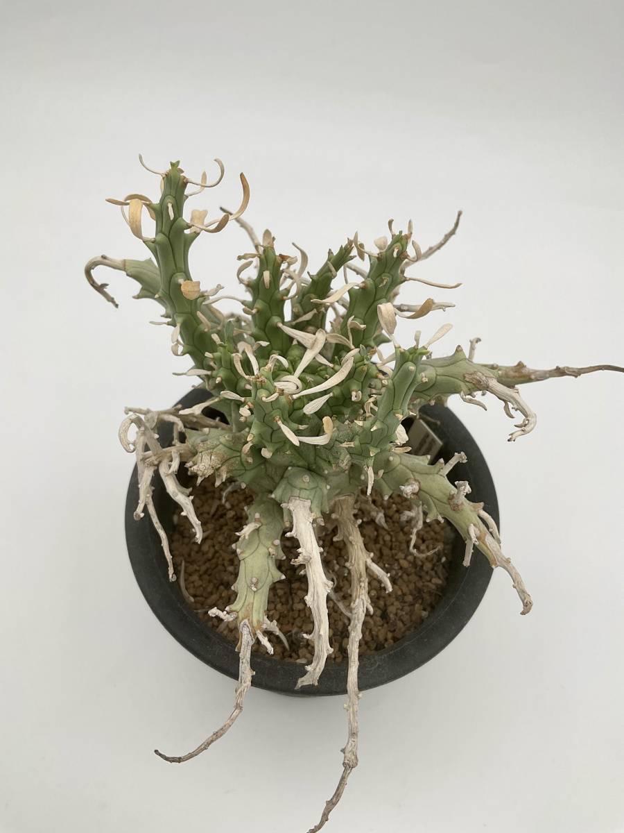Euphorbia multiramosa ユーフォルビア ムルチラモサ 轉輪王（N