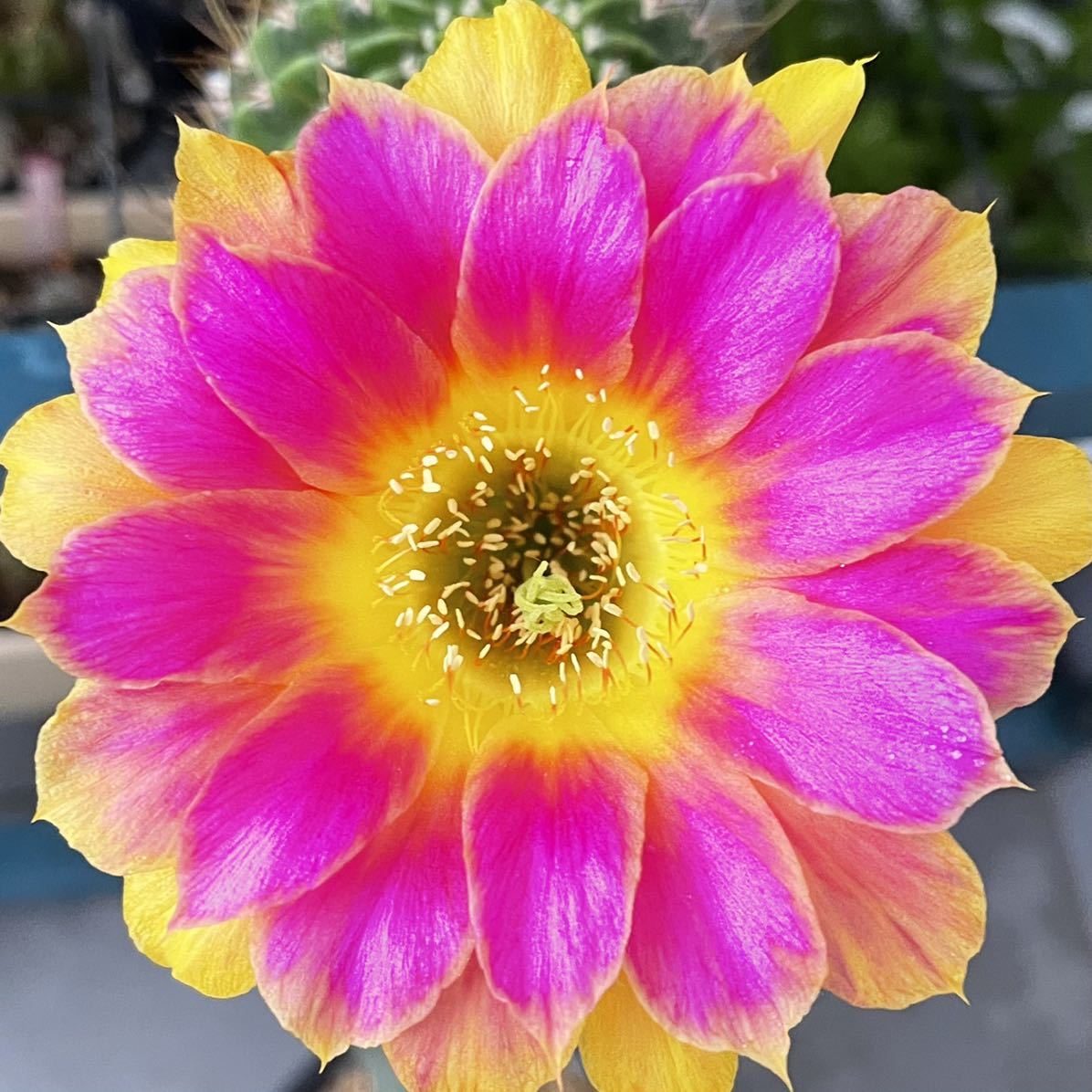 花サボテン サニー sunny カキコ2 Yahoo!オークション 花サボテン