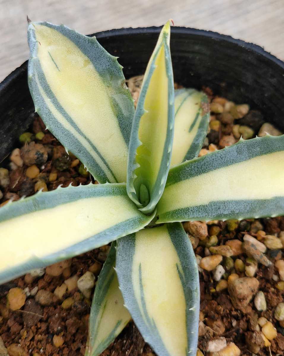 アガベ アメリカーナ ストリアータ(Agave americana striata アガベ アメリカーナ ストリアータ(Agave americana striata