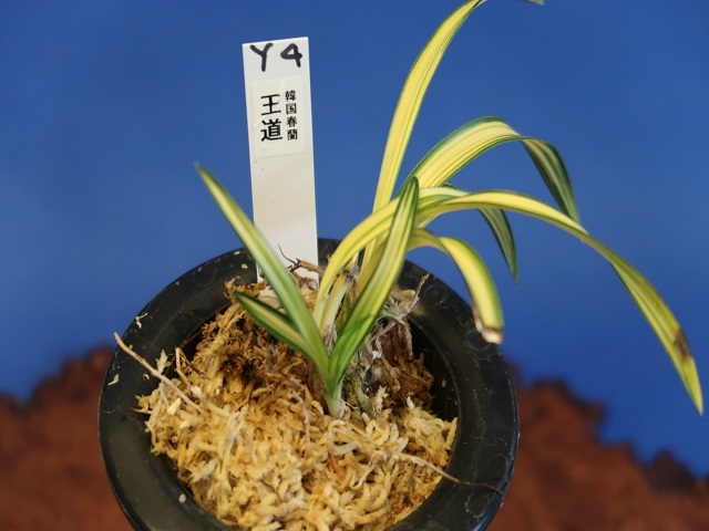 □□□ Y-161 韓国春蘭 「天下」□□□ 松永蘭園