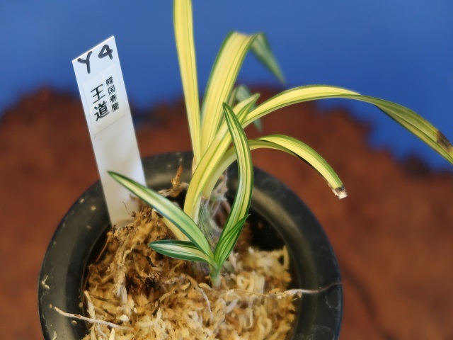 □□□ Y-161 韓国春蘭 「天下」□□□ 松永蘭園