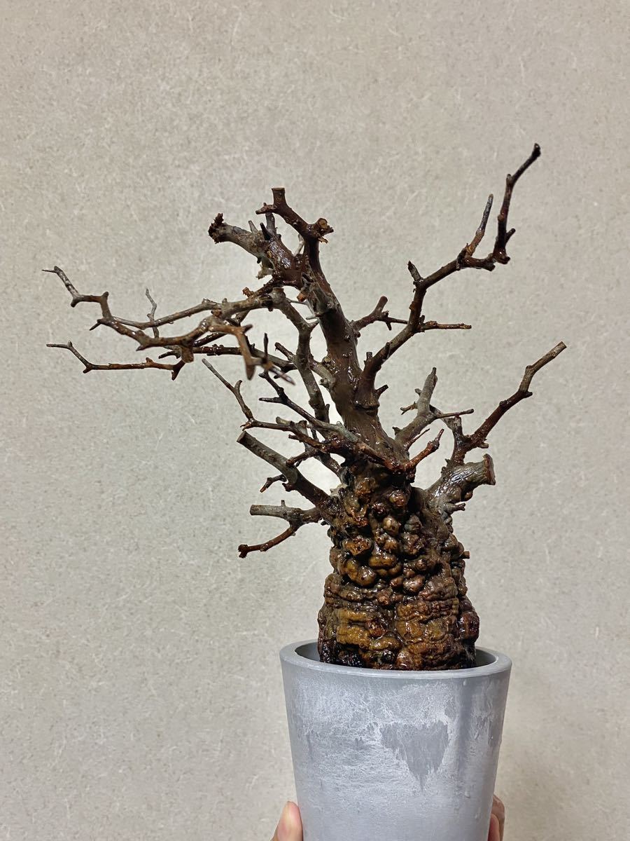 手作植木鉢 Lサイズ 検（ 塊根植物 グラキリス パキプス アガベ