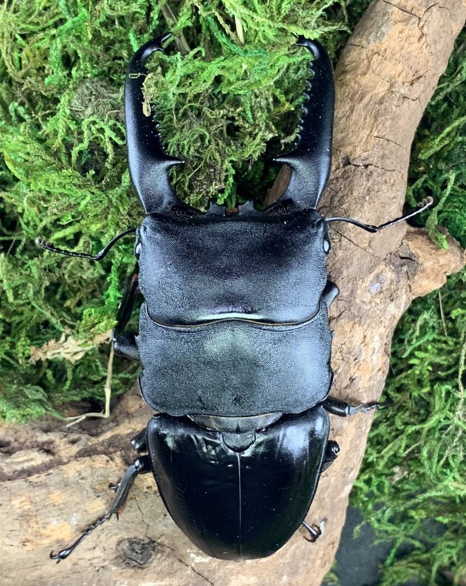 パラワンオオヒラタ ♂ No1 パラワンオオヒラタクワガタ | 成虫 新成虫
