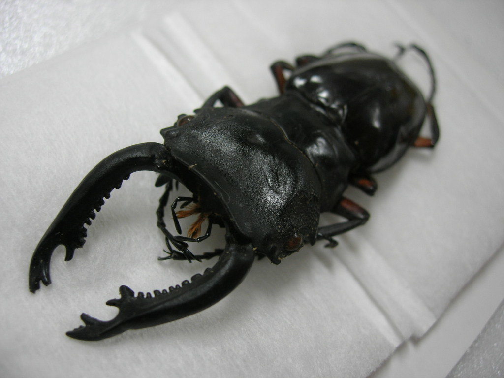昆虫標本☆1000円スタート☆特大!!パラワン島産インペリアリスツヤ  