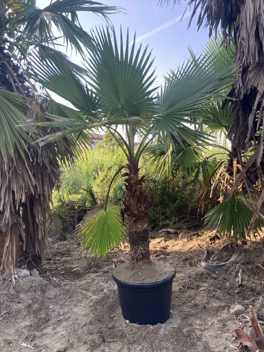 ワシントンヤシの値段と価格推移は 60件の売買情報を集計したワシントンヤシの価格や価値の推移データを公開