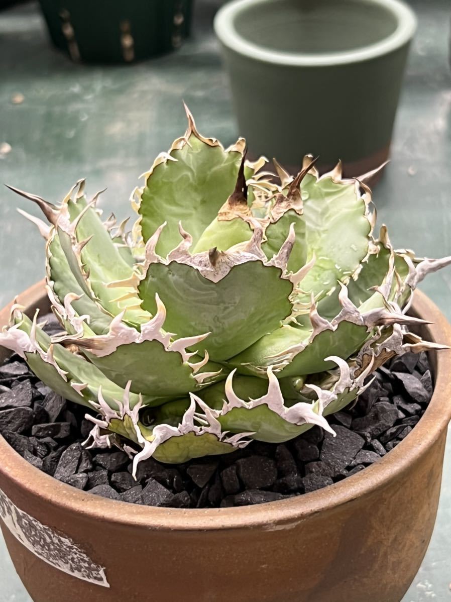 KAS【特選】 Agave titanota Filigree アガベ チタノタ フィリグリー