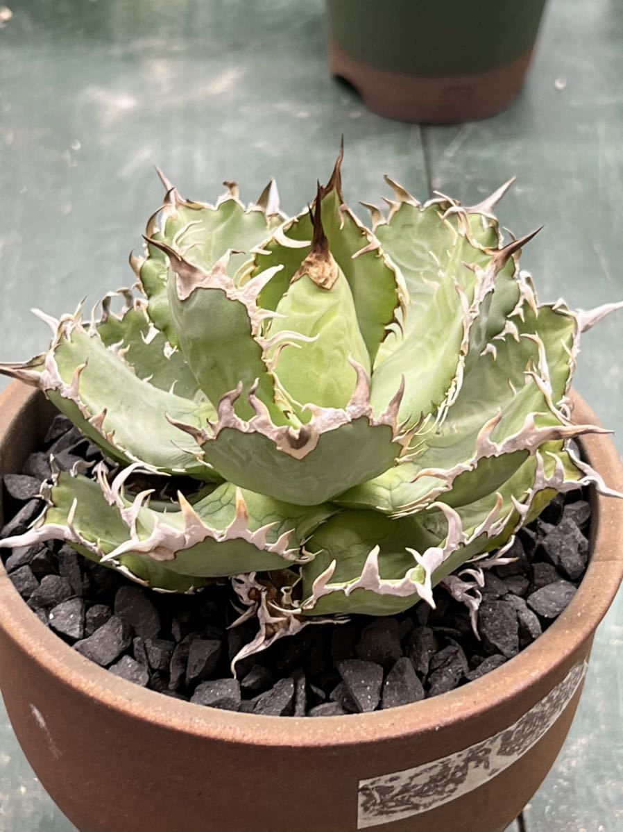 KAS【特選】 Agave titanota Filigree アガベ チタノタ フィリグリー