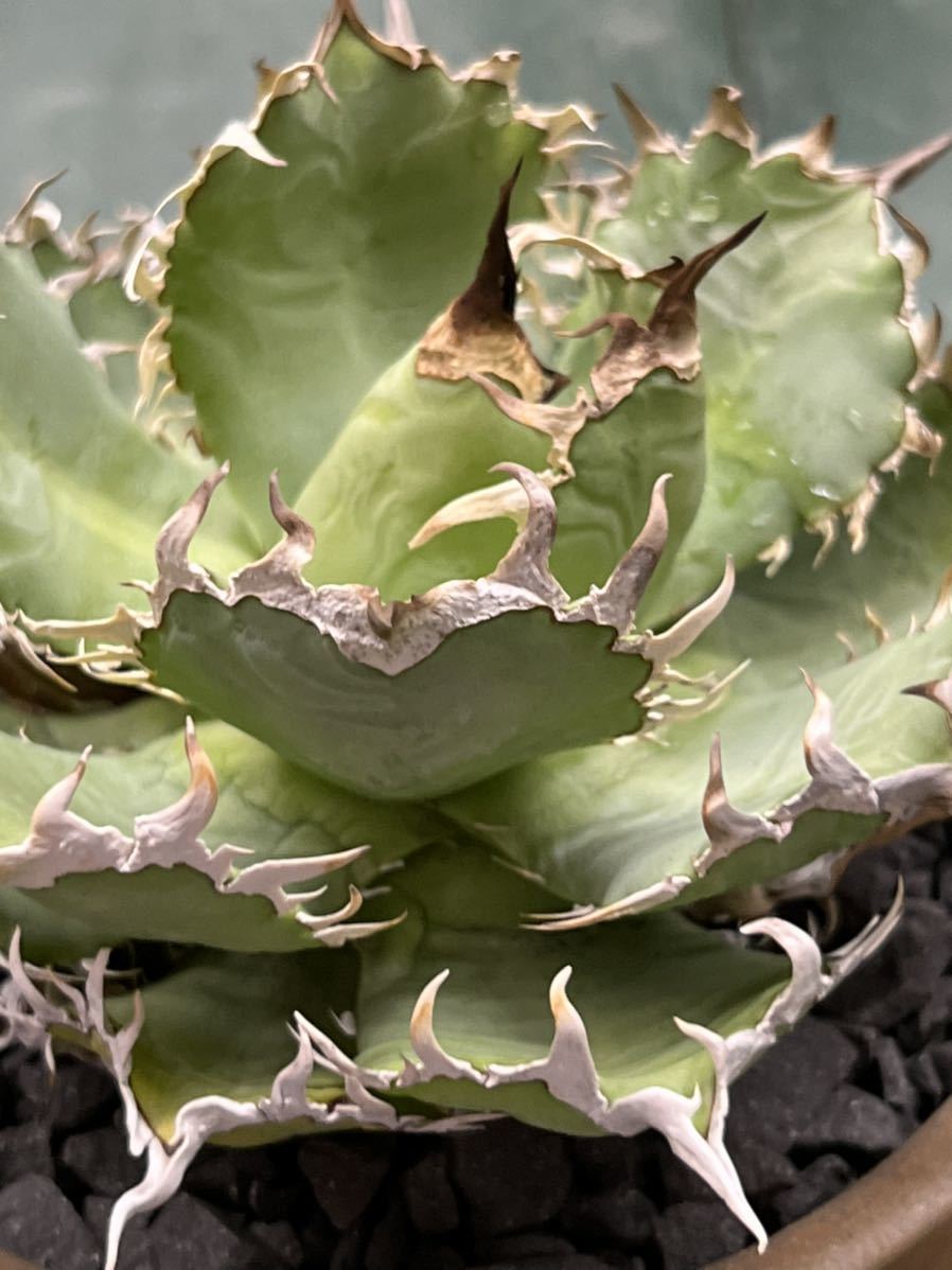 KAS【特選】 Agave titanota Filigree アガベ チタノタ フィリグリー