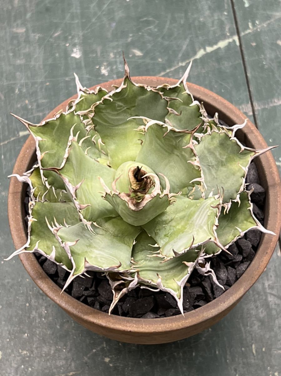 KAS【特選】 Agave titanota Filigree アガベ チタノタ フィリグリー