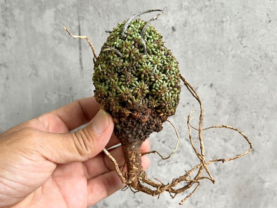 Euphorbia multiceps ②ユーフォルビア ムルチセプス 多肉植物 塊根