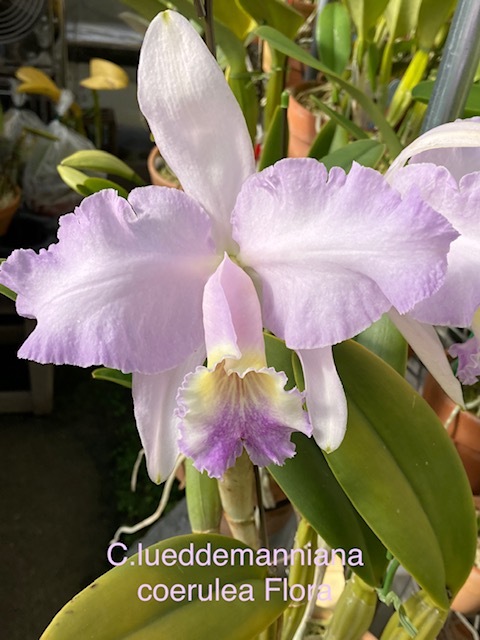 lueddemanniana 洋蘭 原種 coerulea カトレア Yahoo f. Cattleya C