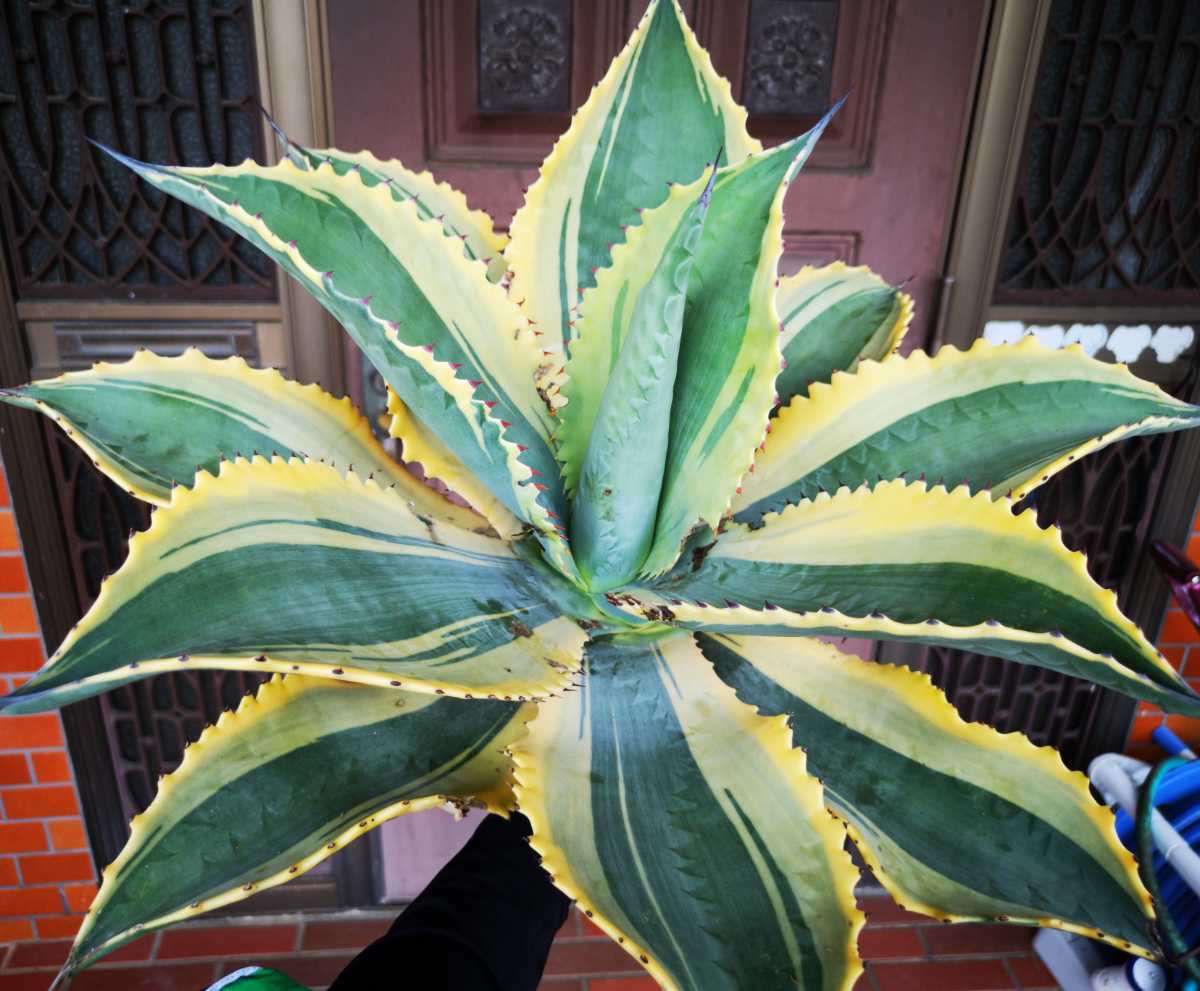 58㎝ リップルエフェクト 検（agave オバティホリア トランカータ