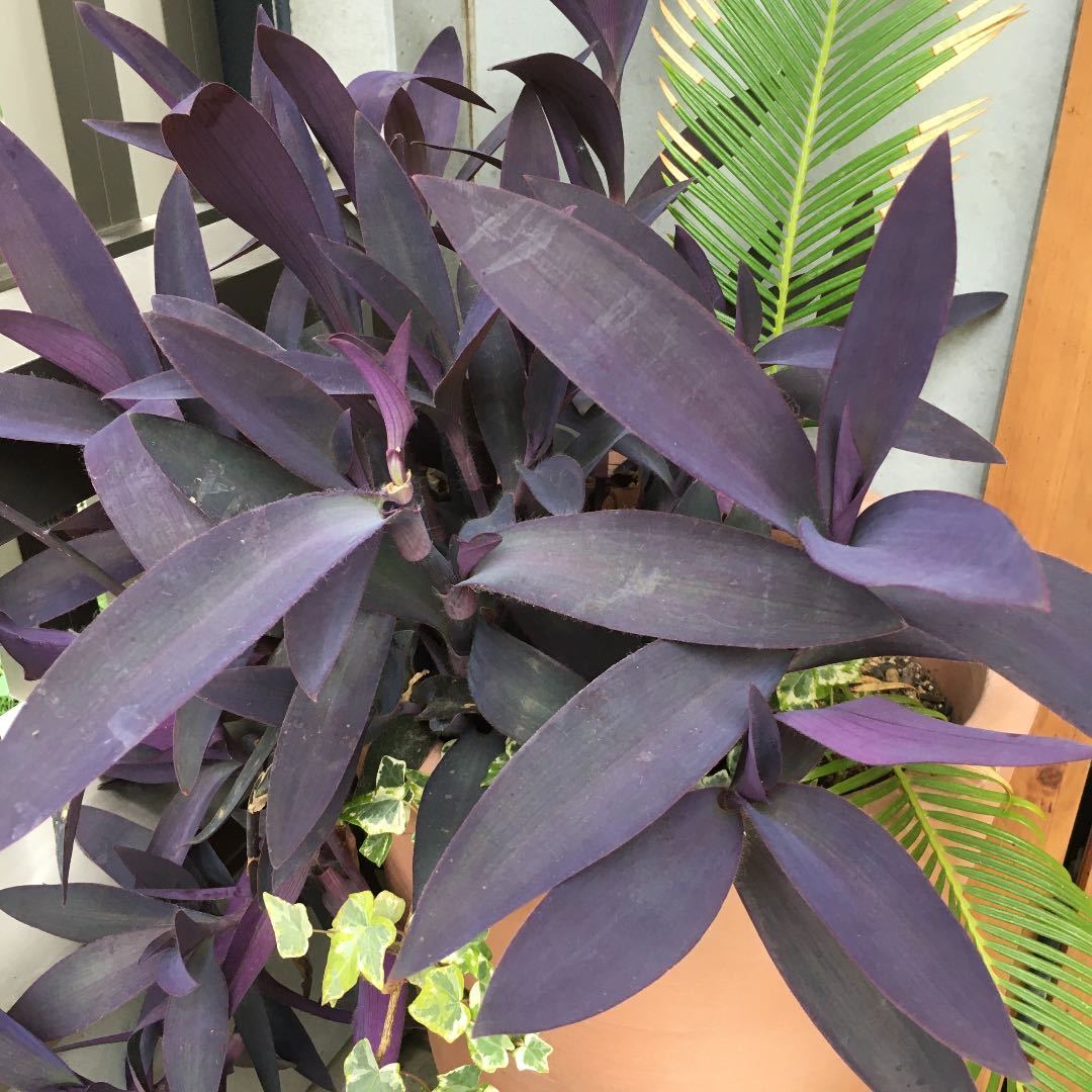 ムラサキゴテンの値段と価格推移は 7件の売買情報を集計したムラサキゴテンの価格や価値の推移データを公開