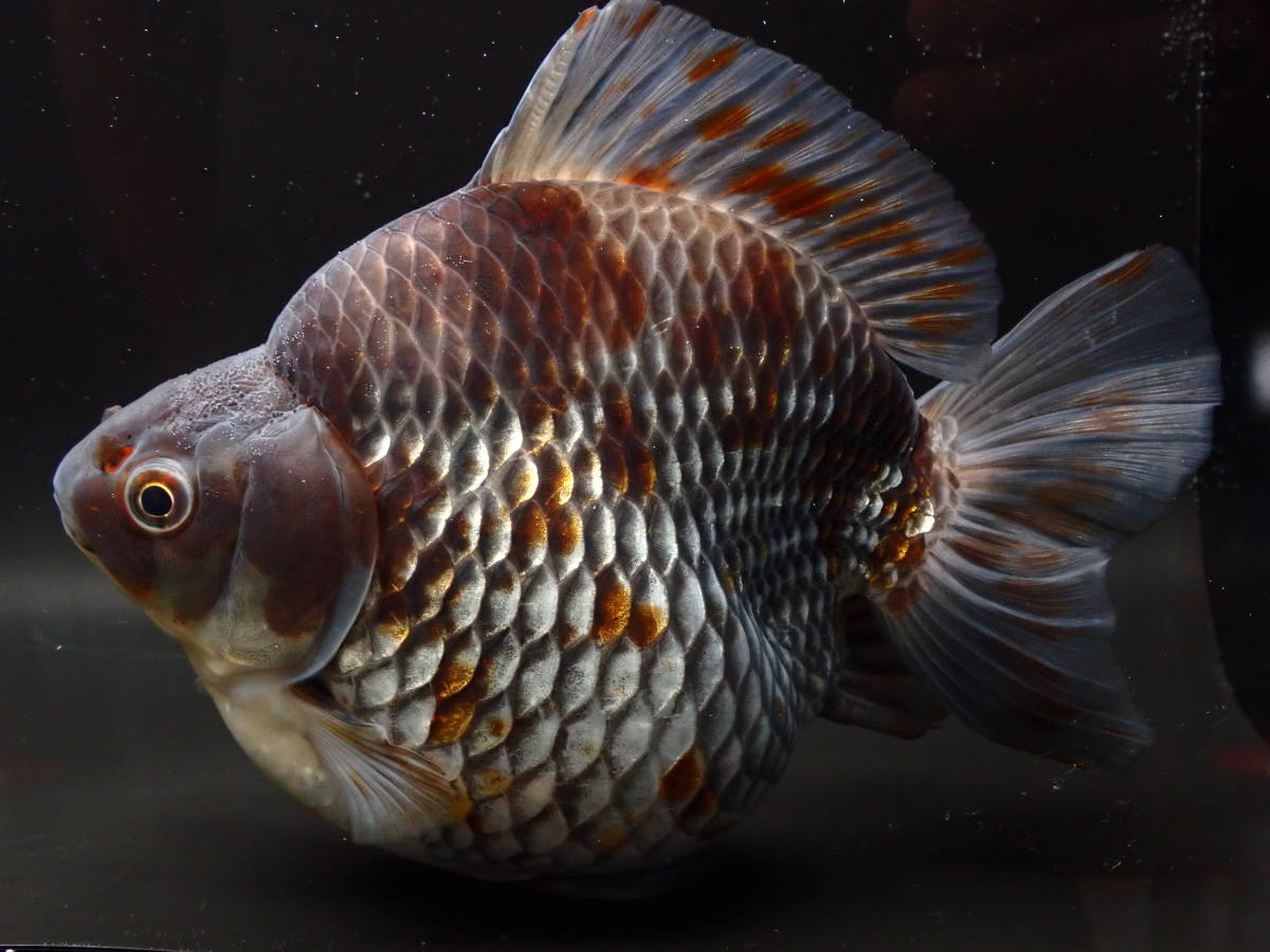 だるま琉金 | 特選 特選金魚○弥富産！加藤氏作○超特大！更紗 