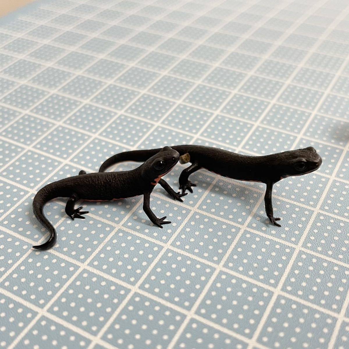 イモリ・有尾 アマミシリケンイモリ シナイモリ 2023CB 7匹 オキナワ 