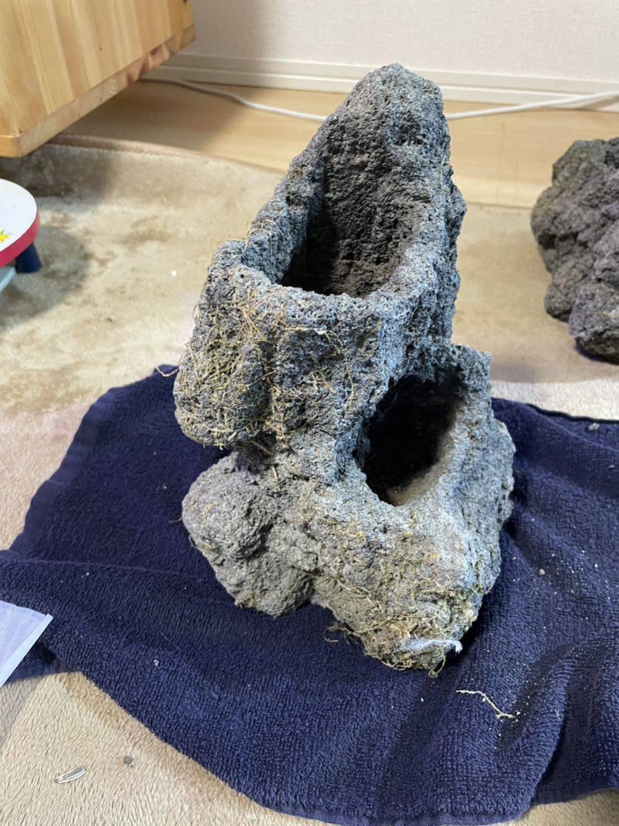 ADA 雲山石 公式通販 アクアリウム 25cm 水槽用 11個セット 親石3点
