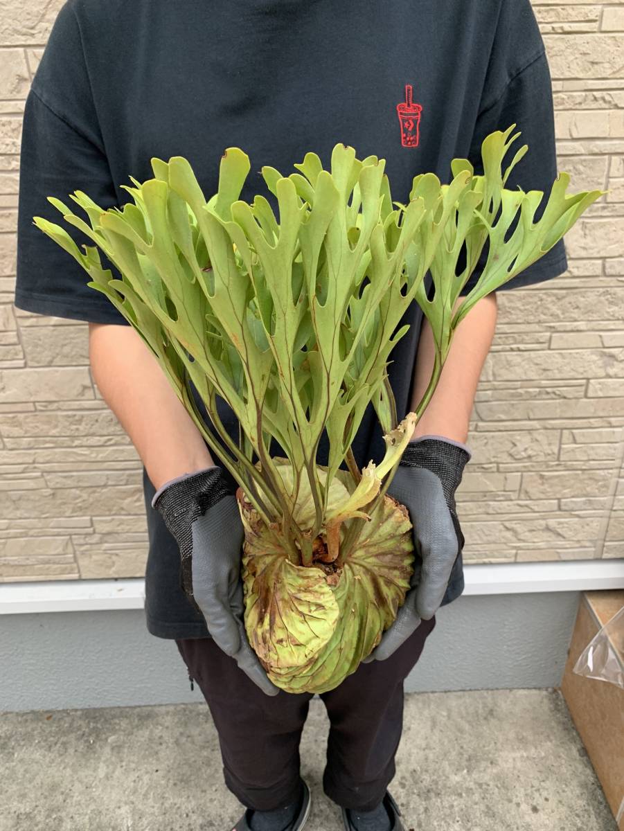 Y110「大株」Platycerium ridleyi WILD (プラティケリウム・リドレイ)【10/11輸入・南カリマンタン・バリト川流域・抜き苗】