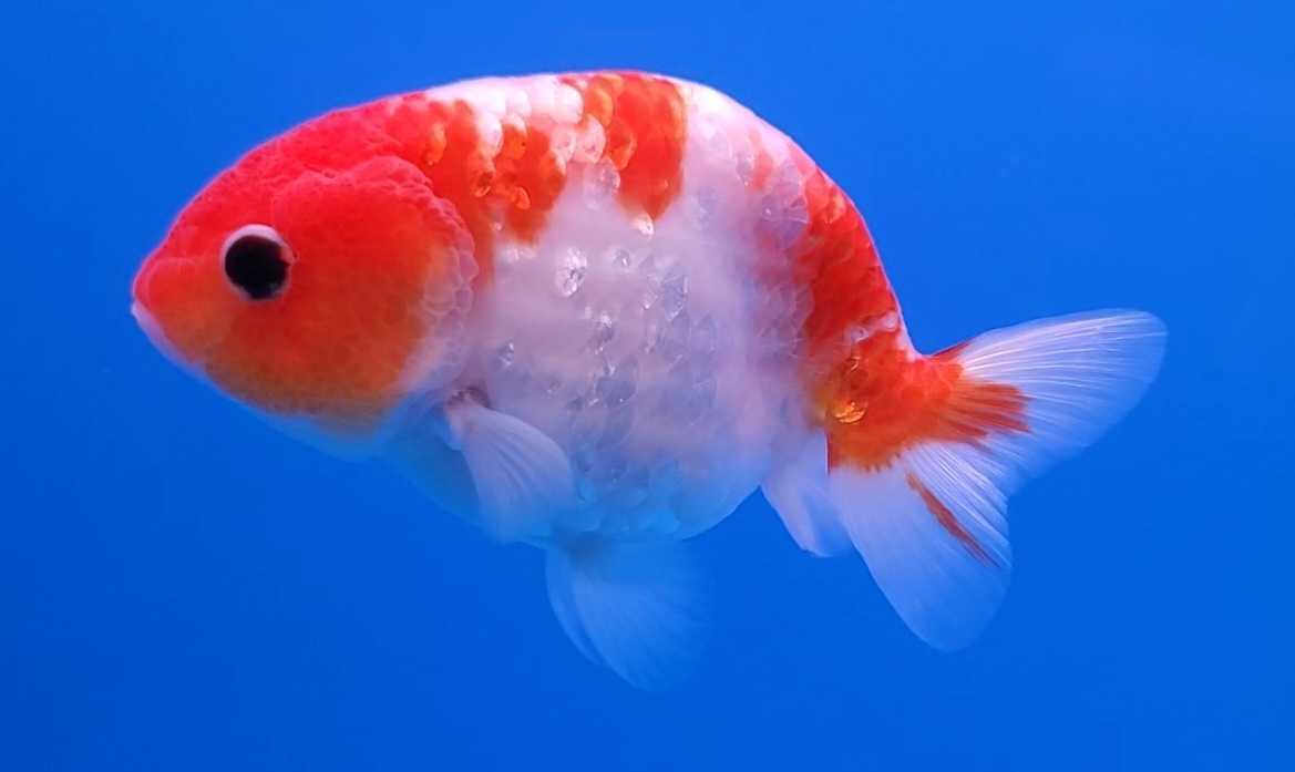 桜錦らんちゅうの値段と価格推移は 28件の売買情報を集計した桜錦らんちゅうの価格や価値の推移データを公開