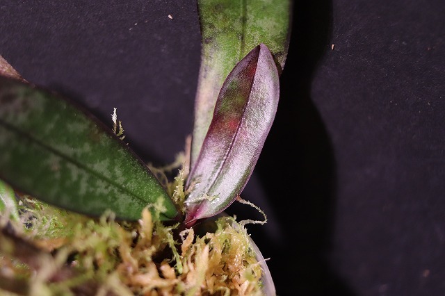 NK】転売不可【特選交配】Phal.schilleriana (6) Leyte産 山採個体 sib