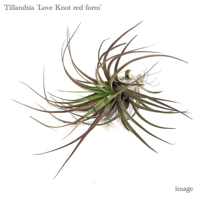 チランジア 'ラブノット レッドフォーム' (エアープランツ ティランジア カピタータ レッド × ストレプトフィラ 'Love Knot red form')