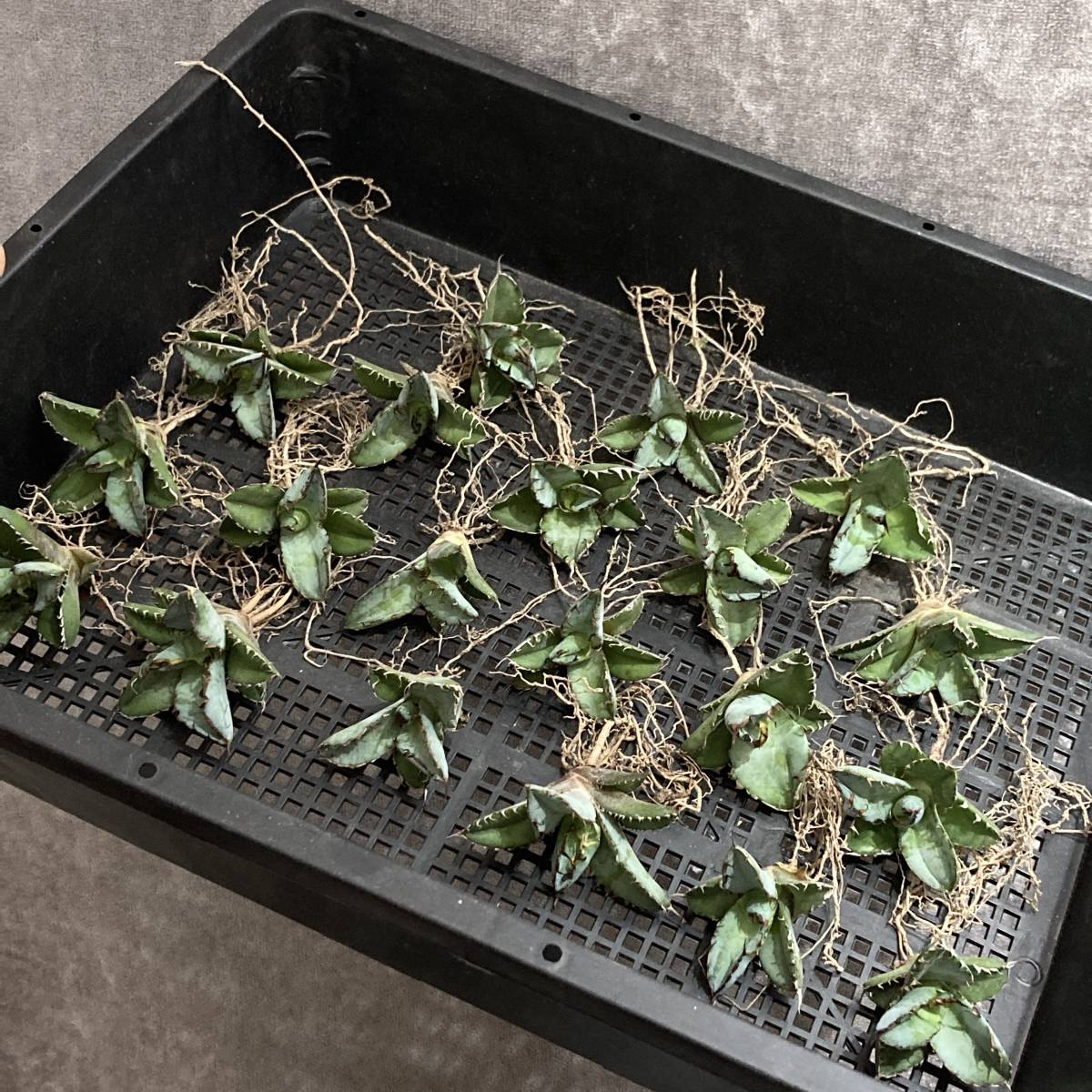 R101-39 特選 アガベ 多肉植物 チタノタ BB ブラックアンド R101-39 特選 アガベ 多肉植物 チタノタ BB ブラックアンド