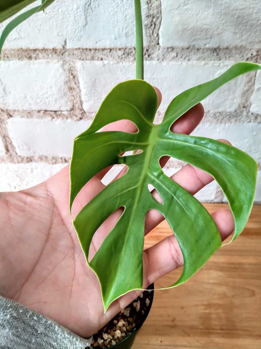 monstera mit weißen blättern kaufen Monstera deliciosa variegata