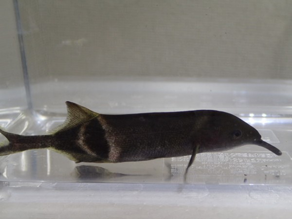３匹 エレファントノーズ 大きめ １１から１３ＣＭ MSサイズ 淡水魚淡水魚 熱帯魚 生体 即決 １００サイズ関東送料１１１１円