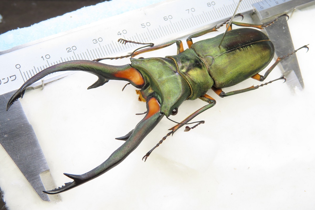 94mm】エラフスホソアカクワガタ Cyclommatus 本 標本 甲虫