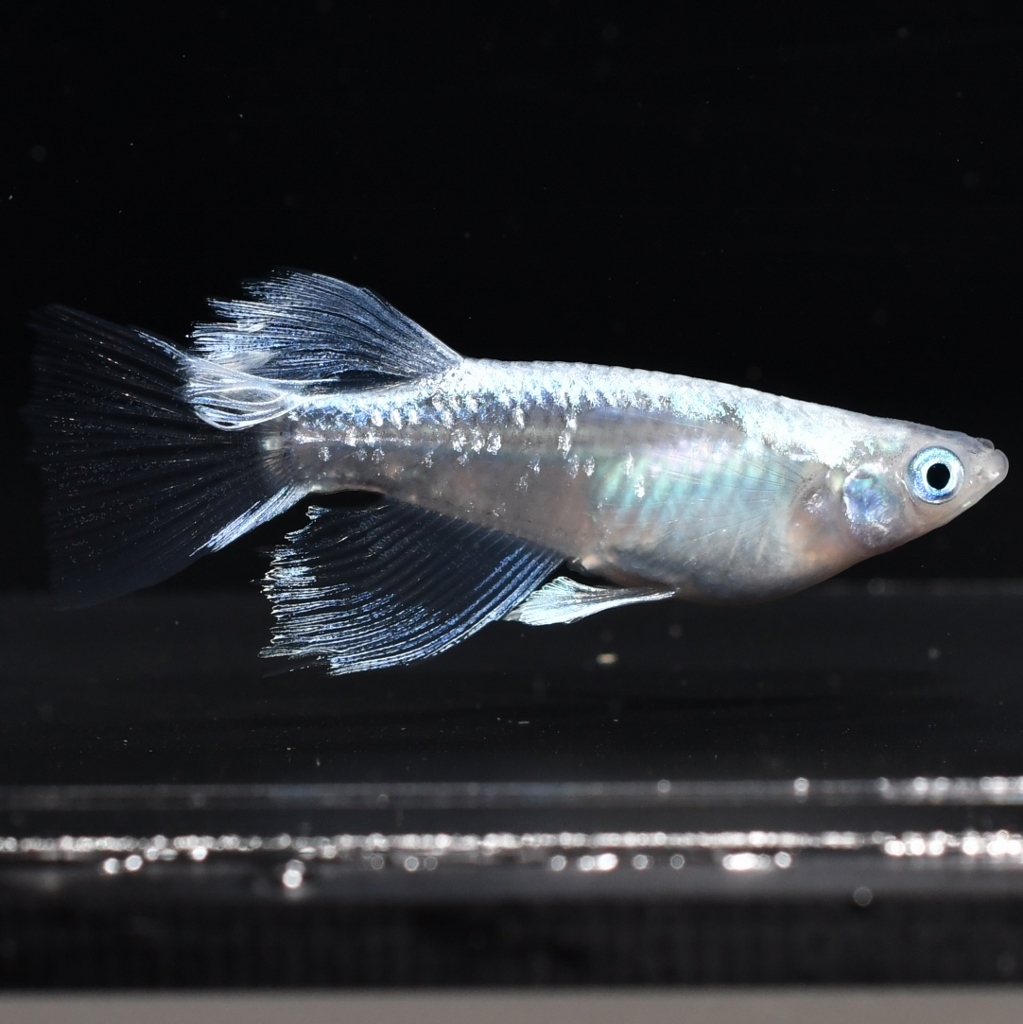 RLFプラチナ星河×ルビーアイ幹之・1ペア　　G１３　現物販売　めだか　ω猫飯ω