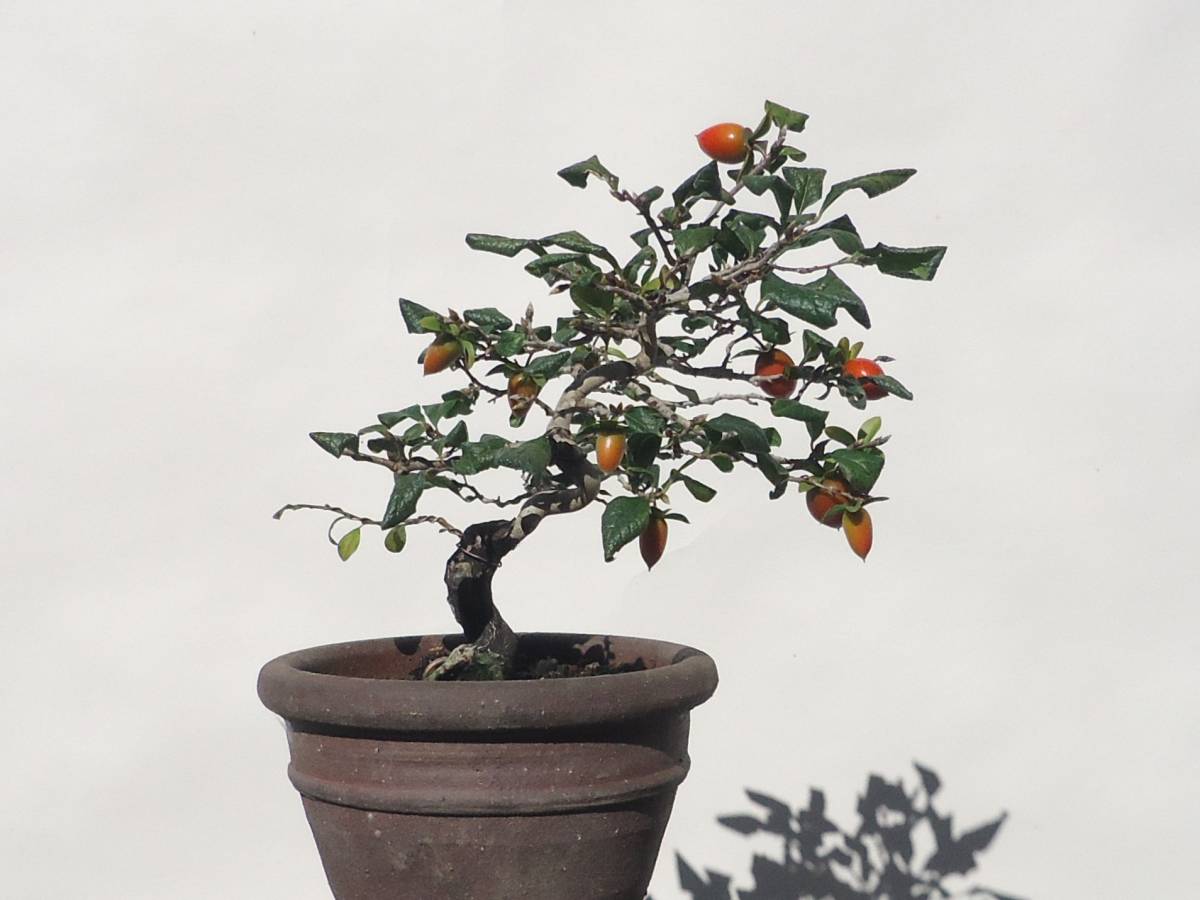 盆栽 老爺柿 樹高 ろうやがき Diospyros | 植木 老爺柿」の人気 老爺柿 
