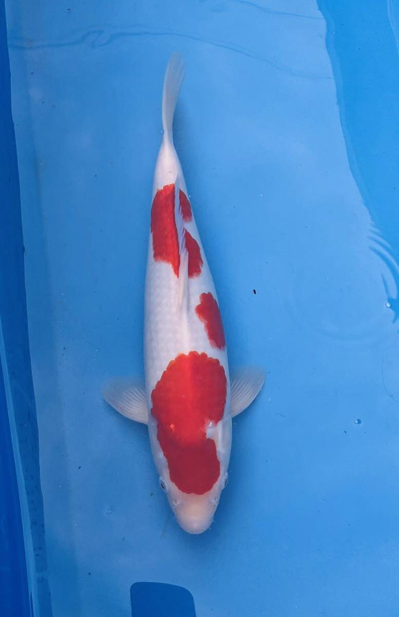  遼河鯉庵 No.3 阪井養魚場 紅白 動画あり 不明 34cm(錦鯉)｜売買されたオークション情報、yahooの商品情報をアーカイブ公開 - オークファン 錦鯉