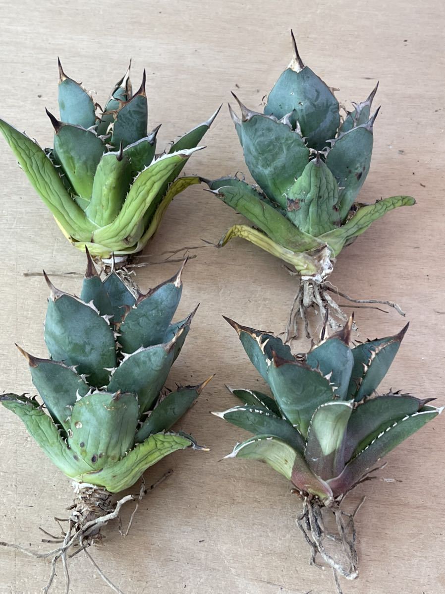 アガベ チタノタ 大島 発根済みです！ アガベ チタノタ 大島 / Agave