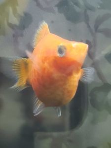 ミッキーマウス プラティの値段と価格推移は 55件の売買情報を集計したミッキーマウス プラティの価格や価値の推移データを公開