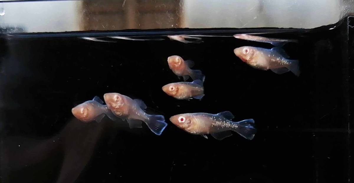 水華めだか ドラゴンブルーアルビノ 若魚 3ペア 光体形 アルビノメダカ(めだか)|売買されたオークション情報、yahooの商品情報を ...