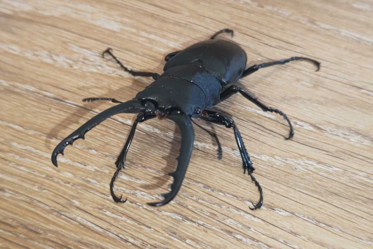 ギラファノコギリクワガタ(ケイスケ)ペア②♂84mm♀48mm_1