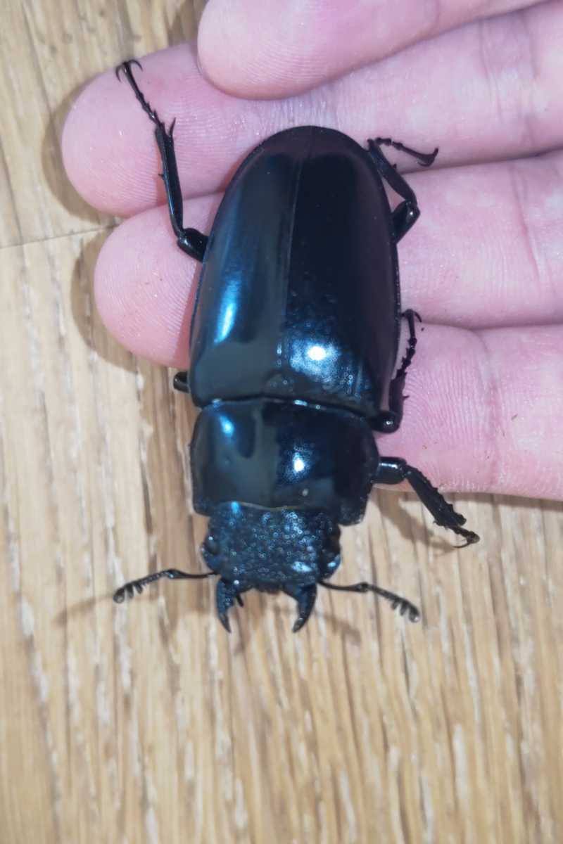 ギラファノコギリクワガタ(ケイスケ)ペア②♂84mm♀48mm_3